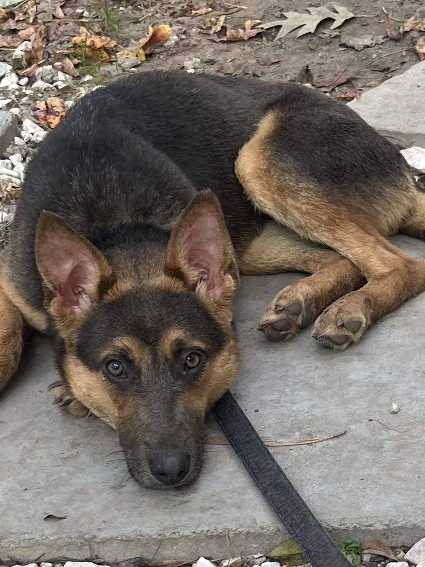 Maya 2, adopted, Young Female German Shepherd Dog.