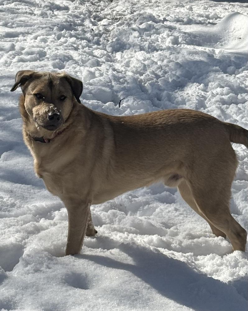 Enlarge Daniel, a Adoptable mixed breed in Portland, OR image 1/6