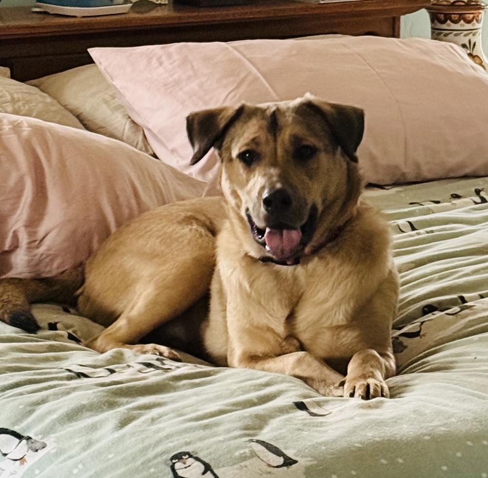 Enlarge Daniel, a Adoptable mixed breed in Portland, OR image 2/6