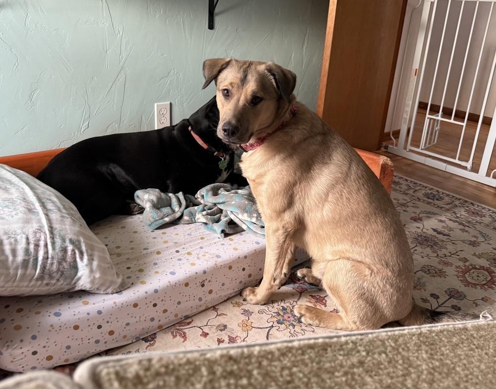 Enlarge Daniel, a Adoptable mixed breed in Portland, OR image 3/6