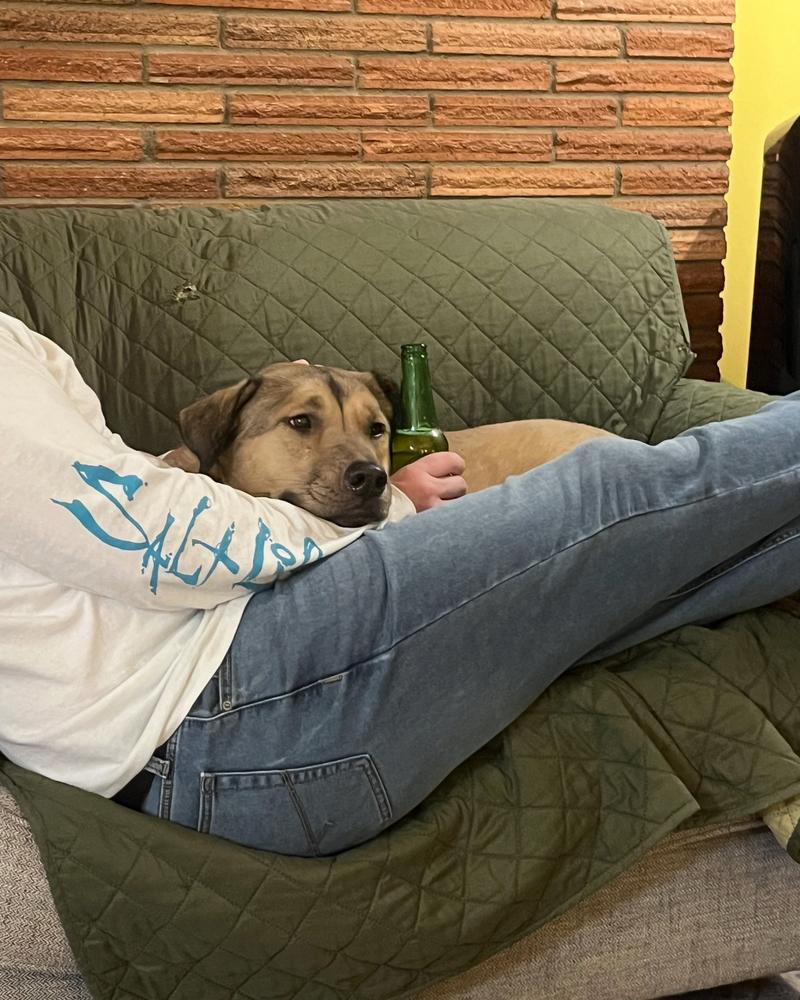 Daniel, Adoptable, Young Male Shepherd.