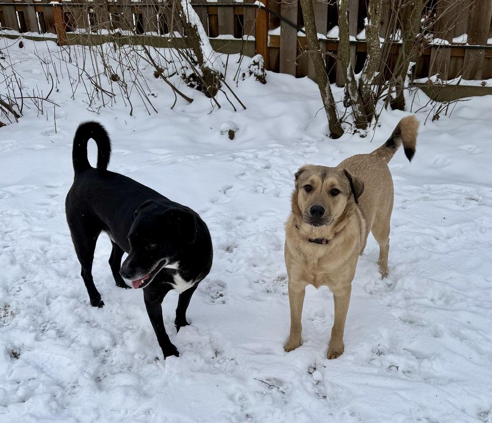 Enlarge Daniel, a Adoptable mixed breed in Portland, OR image 4/6
