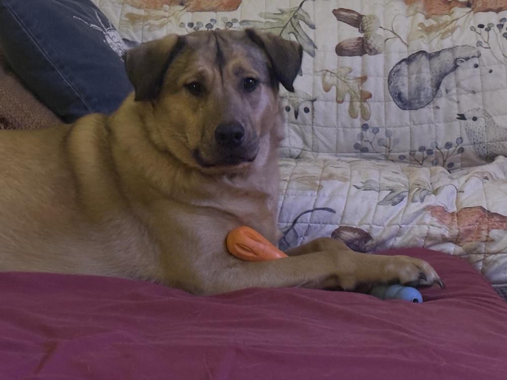 Enlarge Daniel, a Adoptable mixed breed in Portland, OR image 5/6