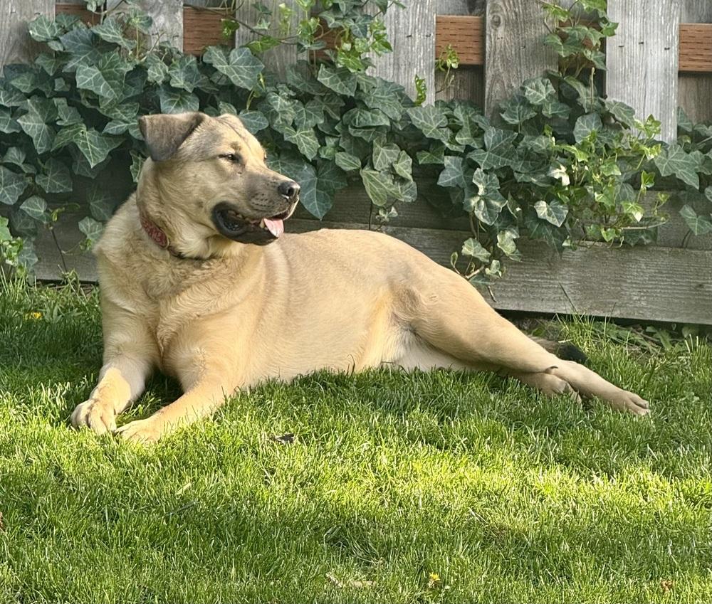 Enlarge Daniel, a Adoptable mixed breed in Portland, OR image 2/6