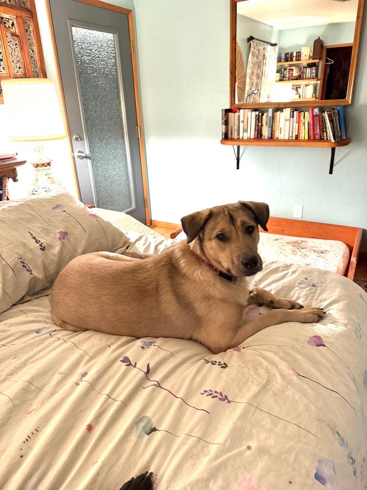 Enlarge Daniel, a Adoptable mixed breed in Portland, OR image 6/6