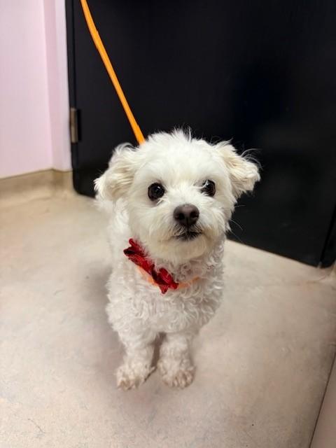 Enlarge Ned, an adoptable mixed breed in Hamilton, ON image 2/2