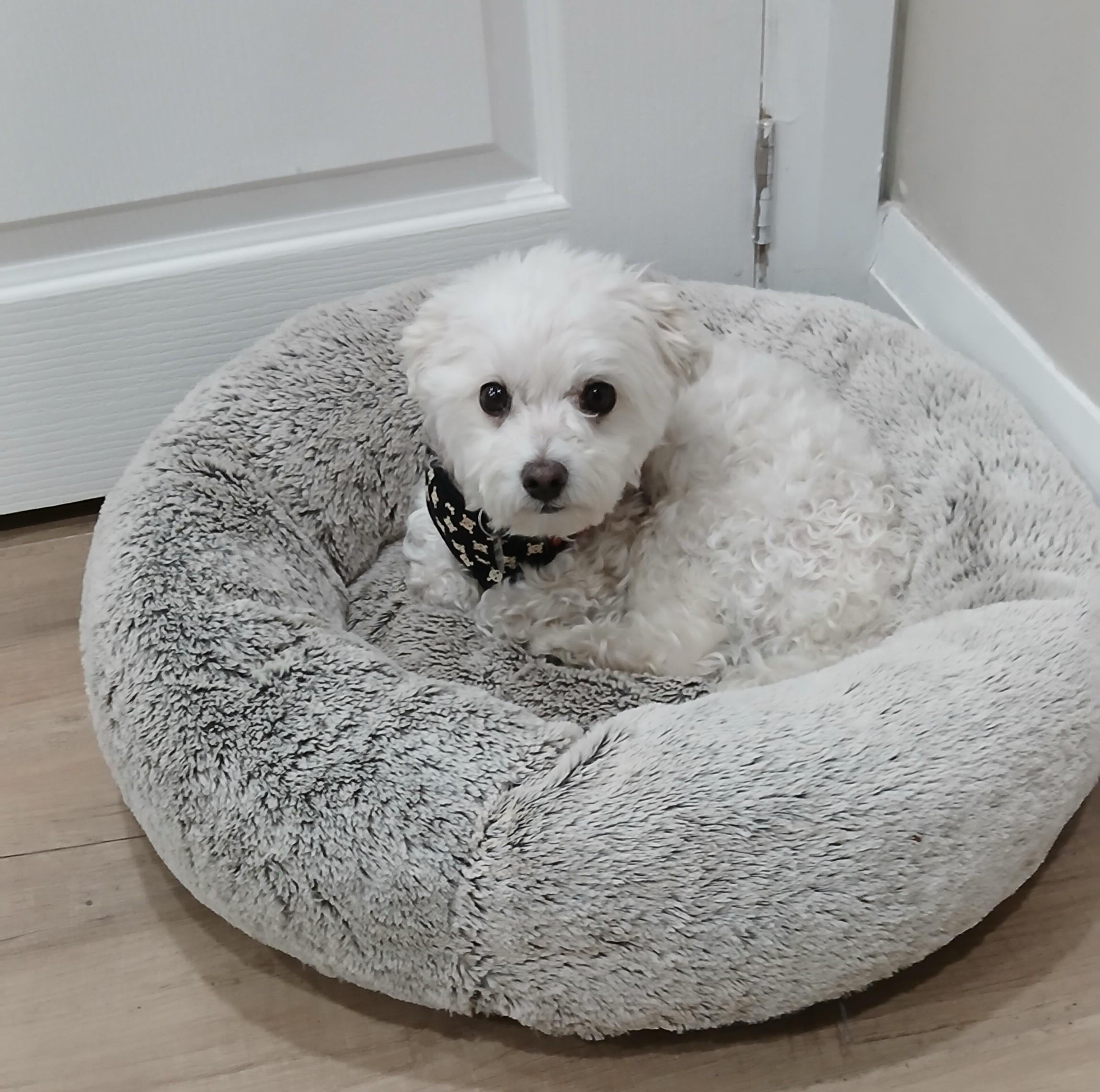 Ned, adoptable, Adult Male Maltese.