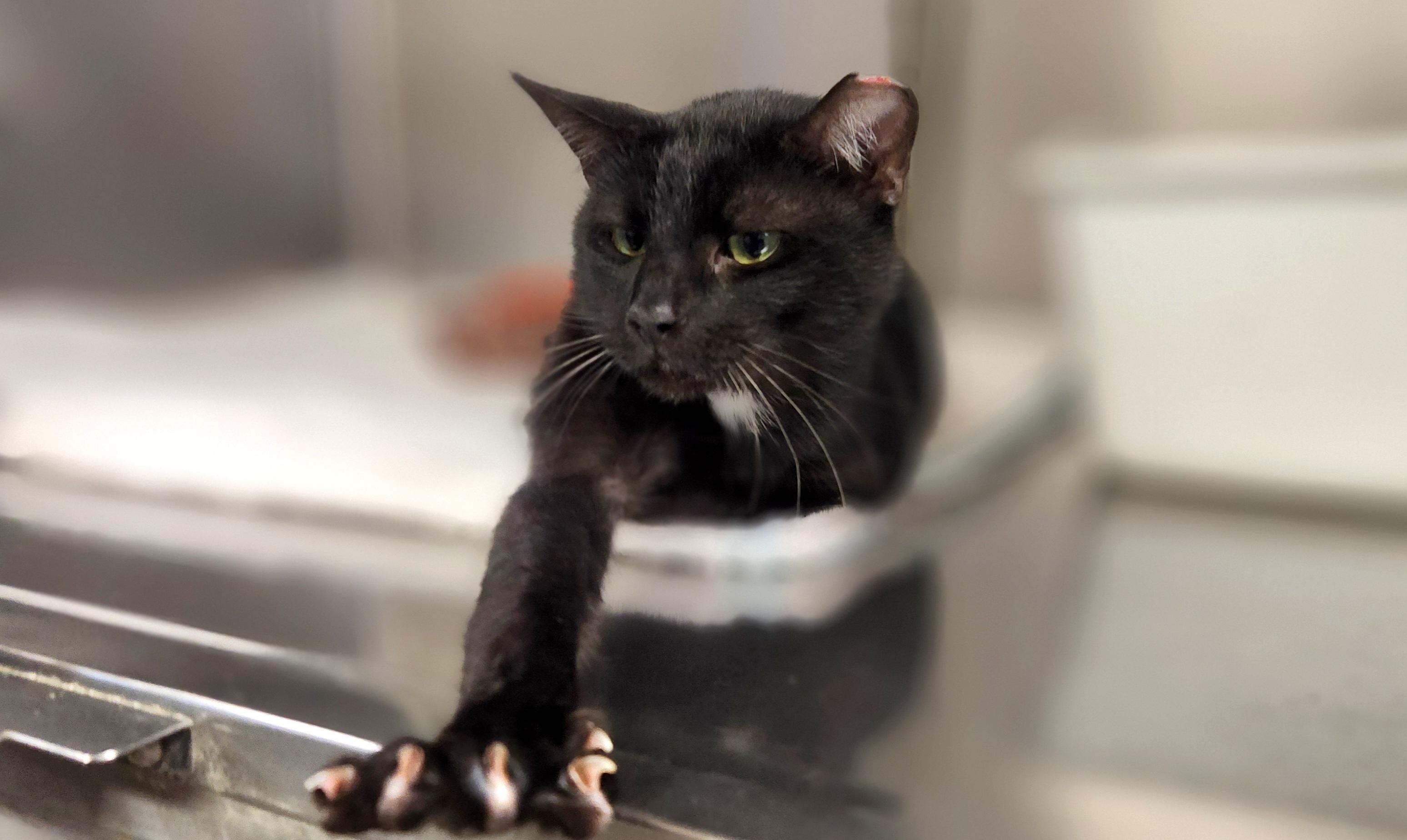 Admiral, a Adoptable Domestic Short Hair in Jacksonville, FL image 1/5