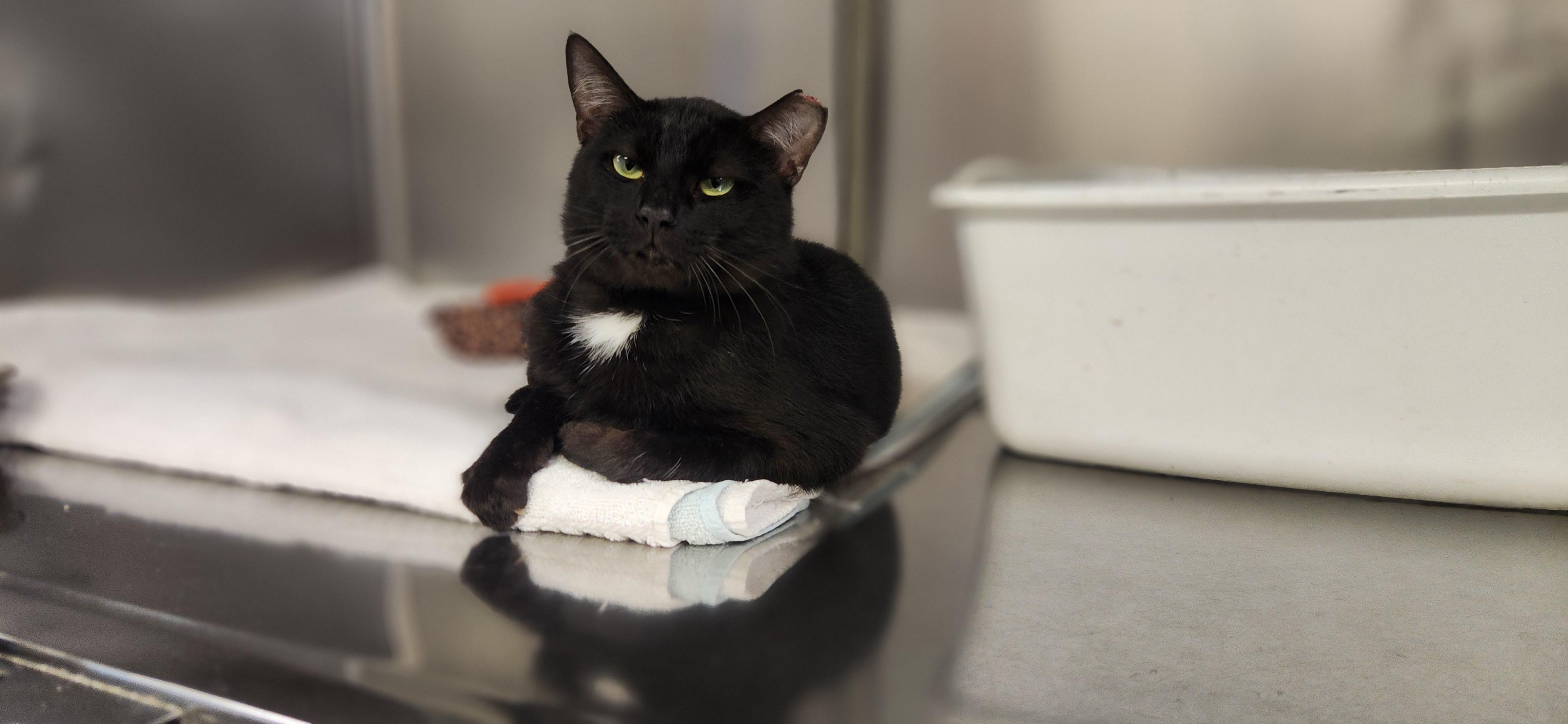 Admiral, a Adoptable Domestic Short Hair in Jacksonville, FL image 2/5