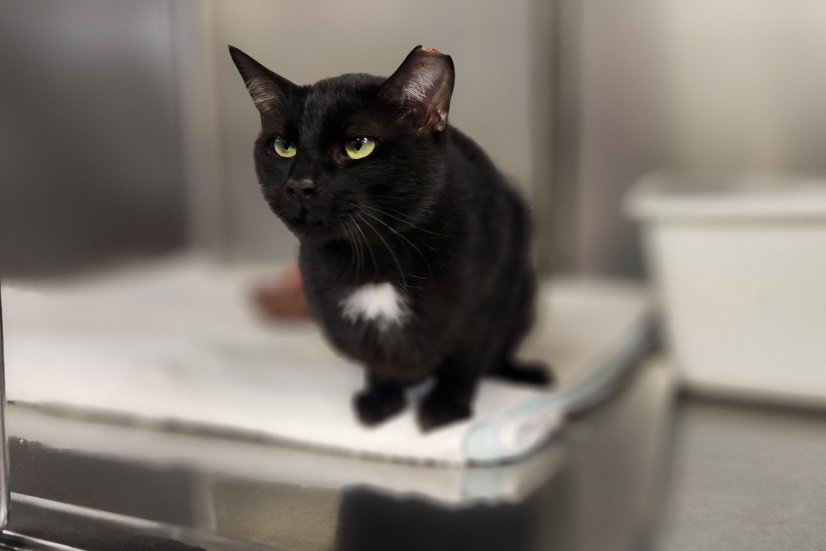 Admiral, a Adoptable Domestic Short Hair in Jacksonville, FL image 3/5