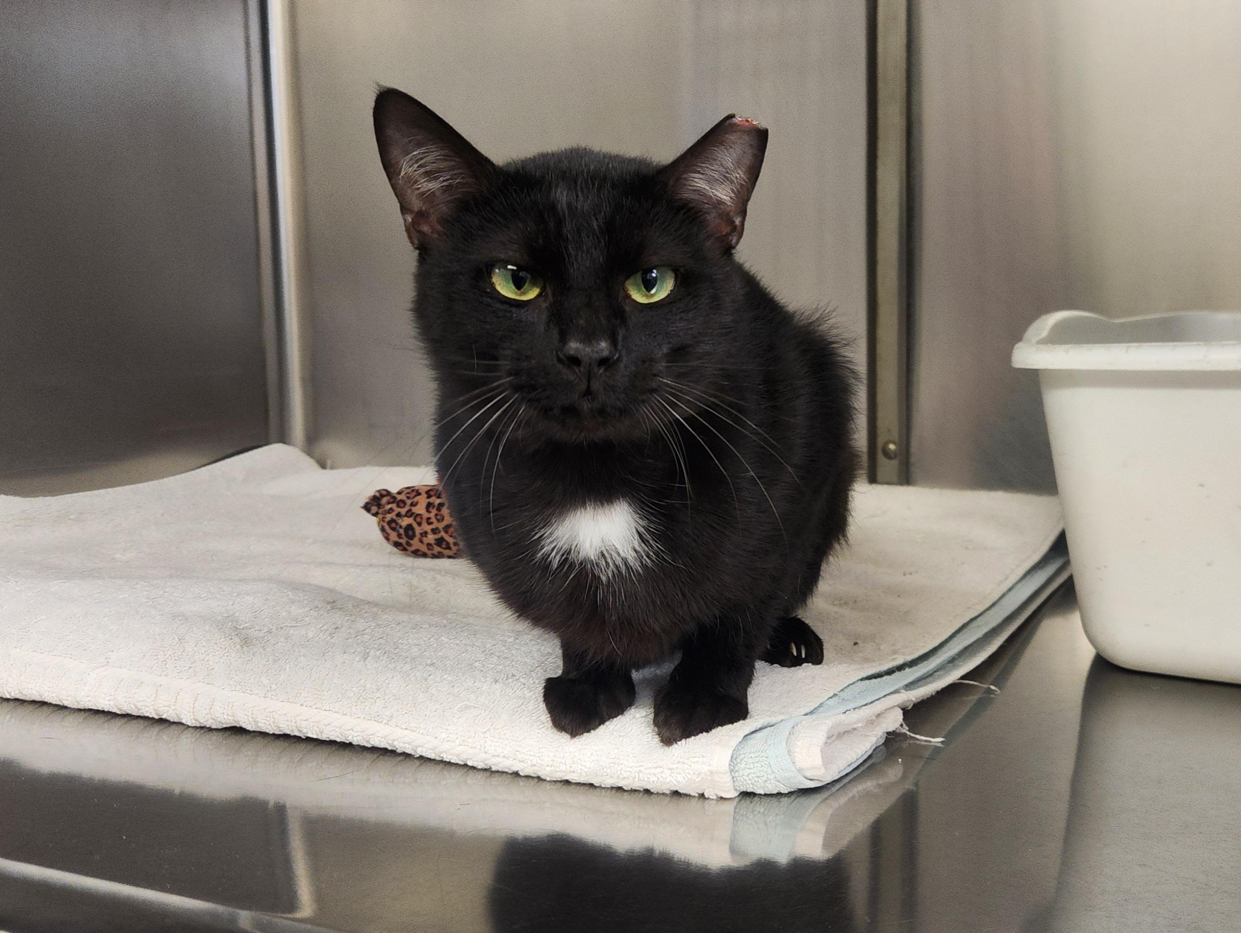Admiral, a Adoptable Domestic Short Hair in Jacksonville, FL image 4/5