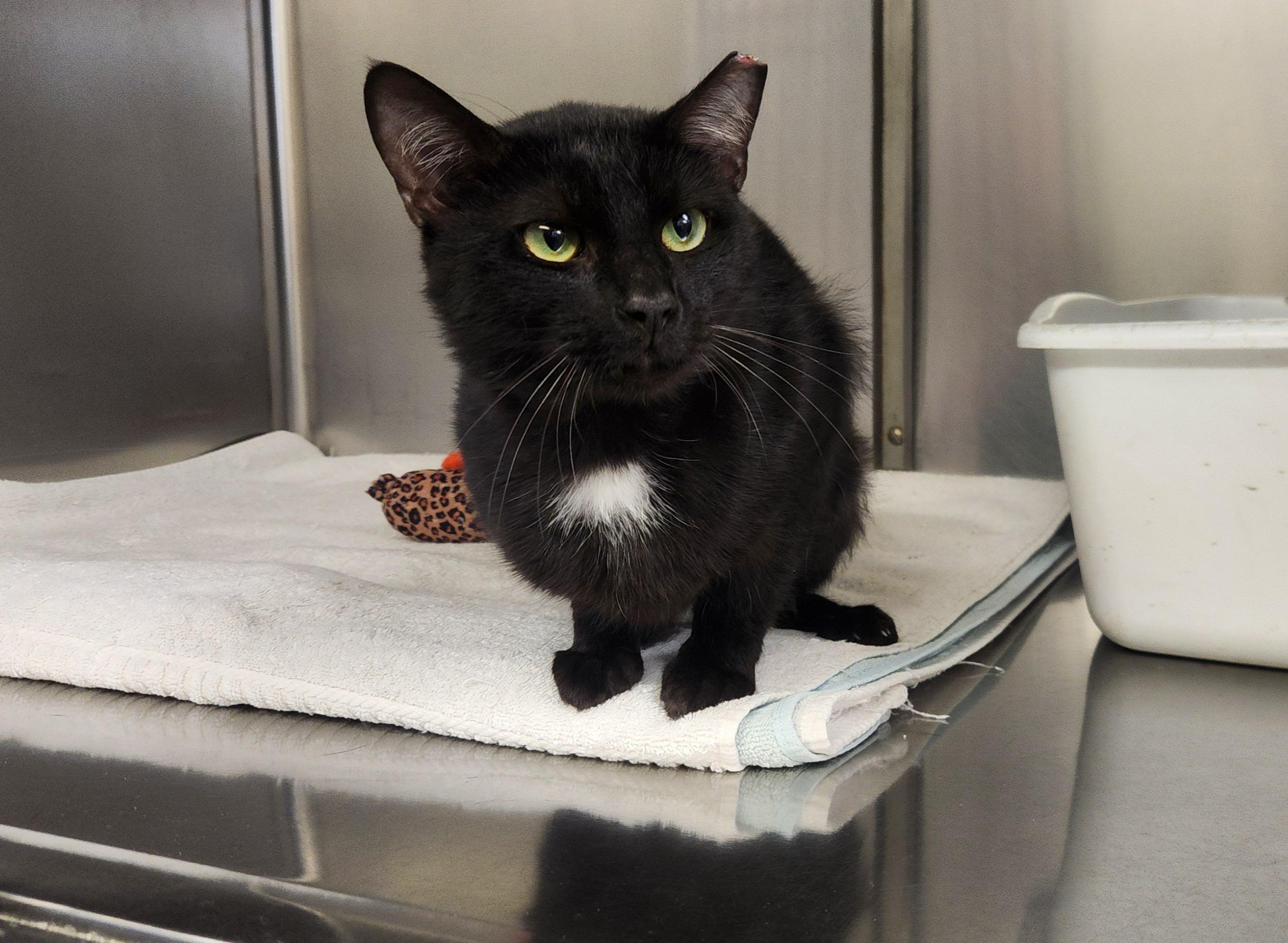 Admiral, a Adoptable Domestic Short Hair in Jacksonville, FL image 5/5
