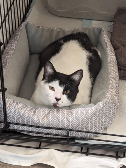 Liz, Adopted, Adult Female American Shorthair.