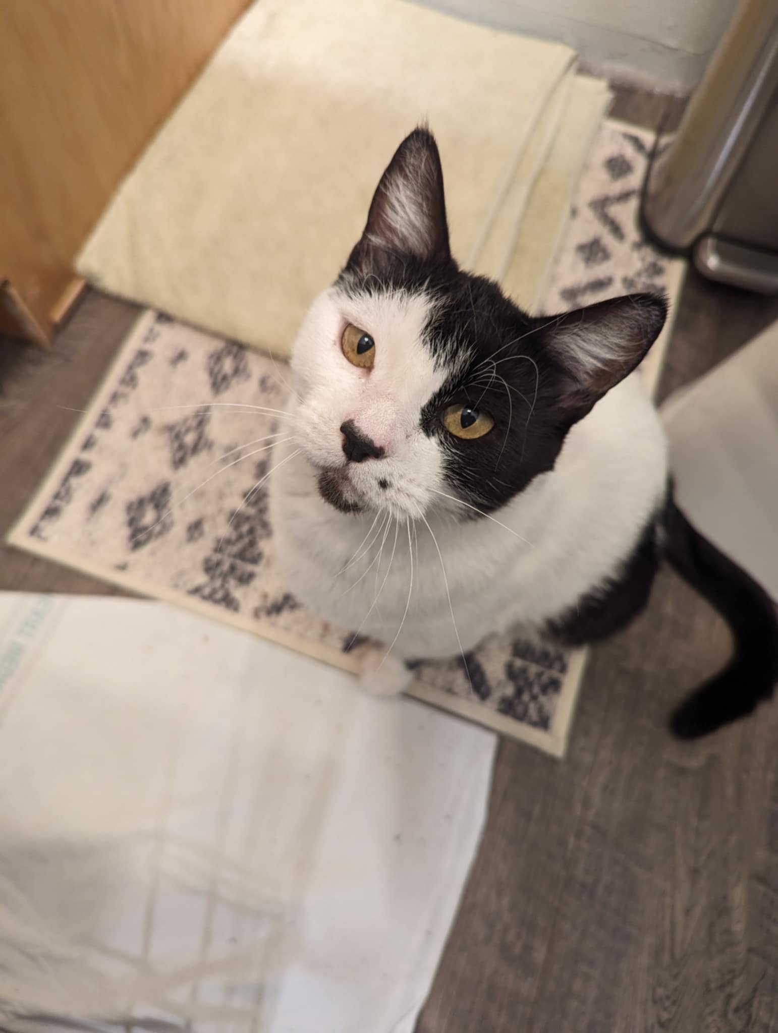 Enlarge Liz, a Adopted American Shorthair in Yakima, WA image 2/5