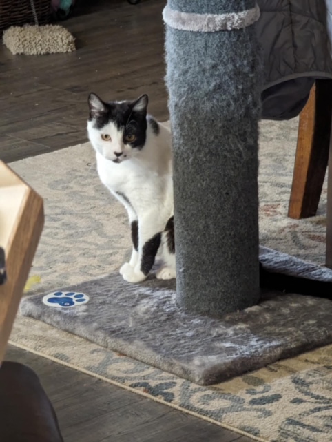 Enlarge Liz, a Adopted American Shorthair in Yakima, WA image 3/5