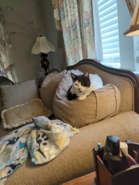 Enlarge Liz, a Adopted American Shorthair in Yakima, WA image 4/5