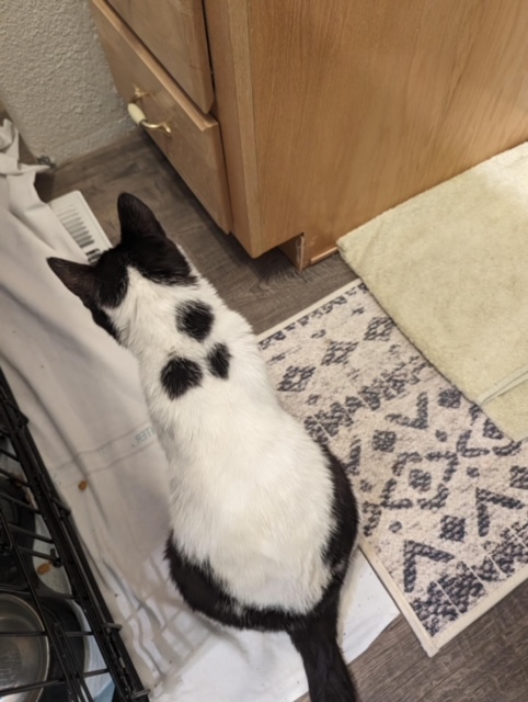 Enlarge Liz, a Adopted American Shorthair in Yakima, WA image 5/5