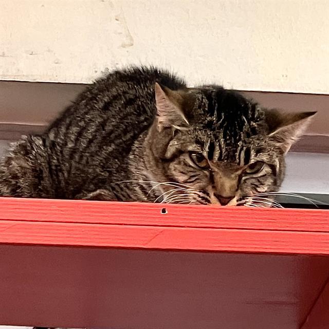 Enlarge ZIPPITY, a Adoptable Domestic Short Hair in Methuen, MA image 1/1