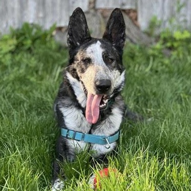 Frisbee in Maine, adopted, Adult Female German Shepherd Dog.