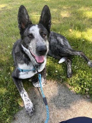 Frisbee in Maine, an adopted mixed breed in Portland, ME image 2/3