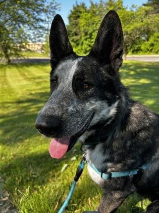 Frisbee in Maine, an adopted mixed breed in Portland, ME image 3/3