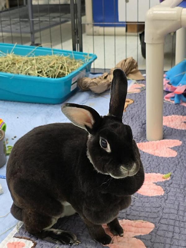 Enlarge Lola, a Adoptable mixed breed in Millersville, MD image 1/1