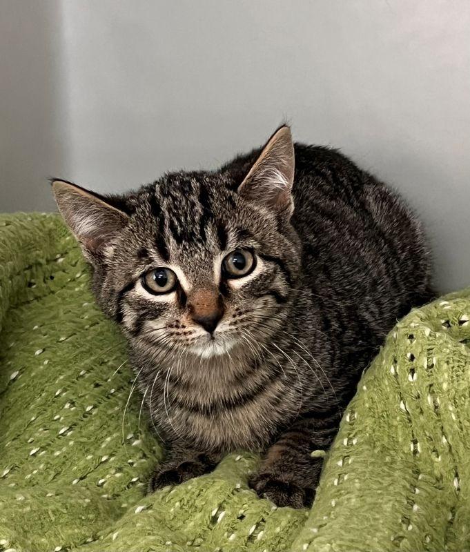 Fletcher, Adopted, Kitten Male Domestic Short Hair.