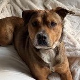 Enlarge Ferris Bueller, a Adoptable mixed breed in Richmond, VA image 3/6