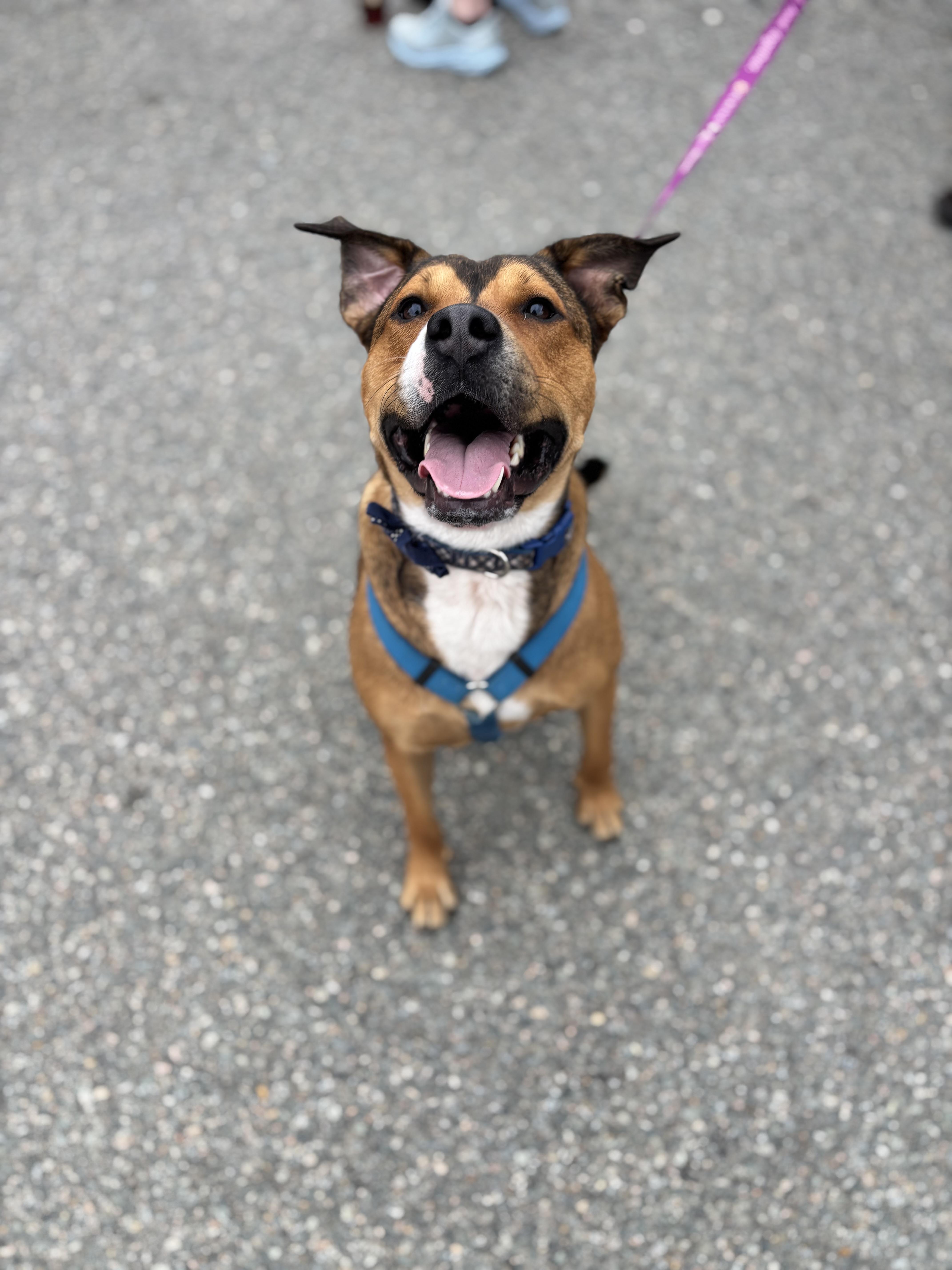 Enlarge Ferris Bueller, a Adoptable mixed breed in Richmond, VA image 4/6