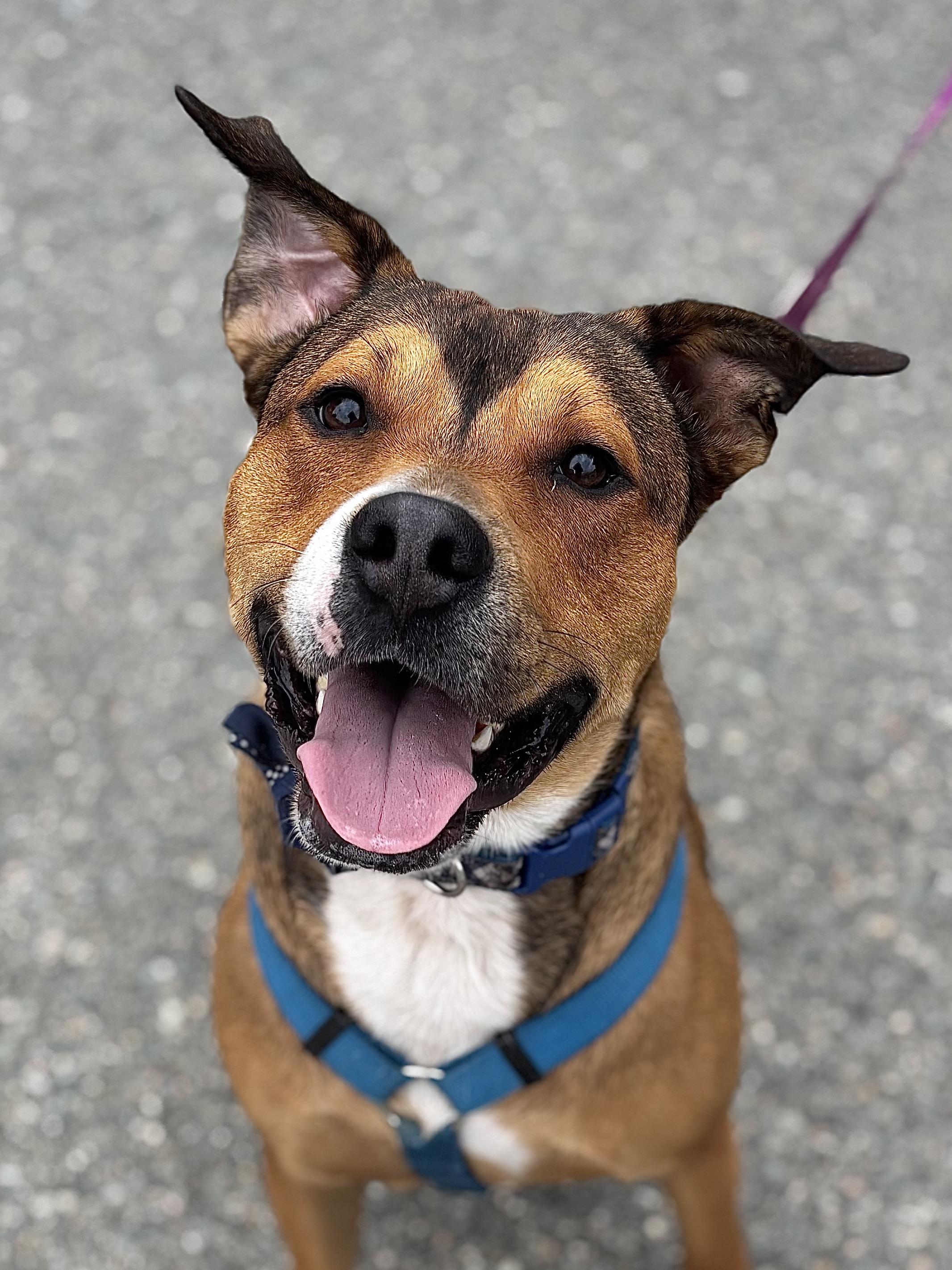 Ferris Bueller, Adoptable, Adult Male Shepherd.