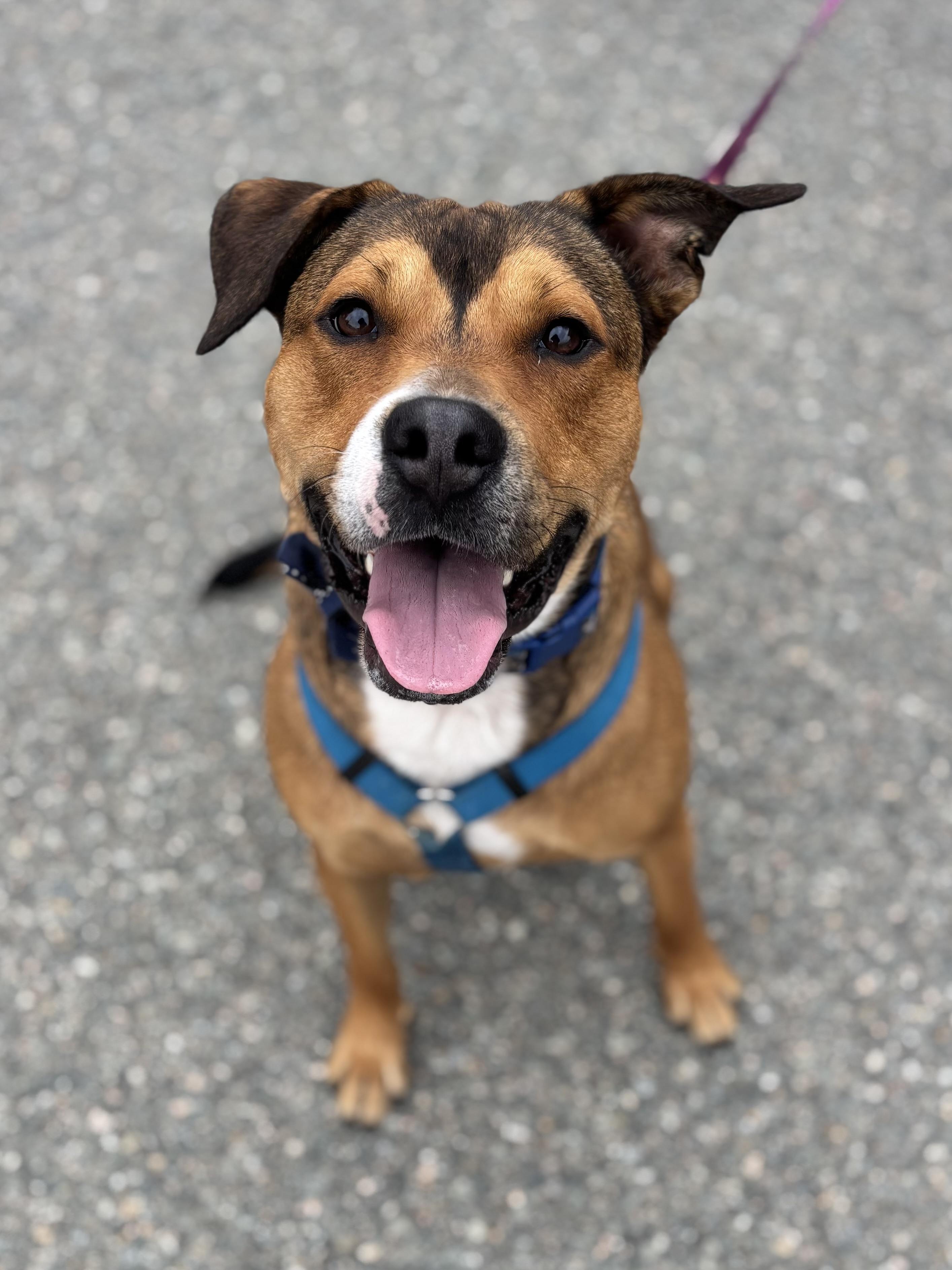 Enlarge Ferris Bueller, a Adoptable mixed breed in Richmond, VA image 2/6