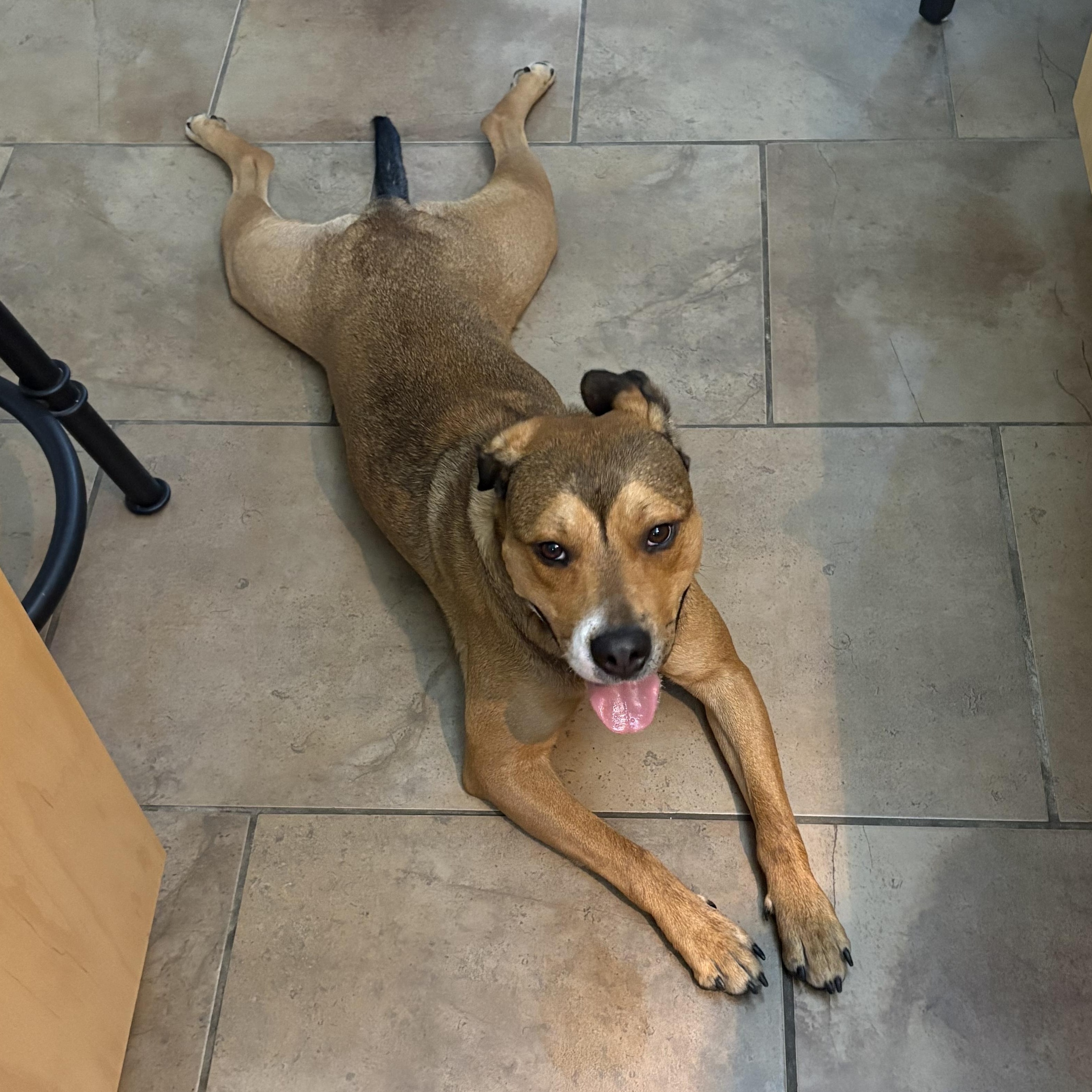 Enlarge Ferris Bueller, a Adoptable mixed breed in Richmond, VA image 5/6