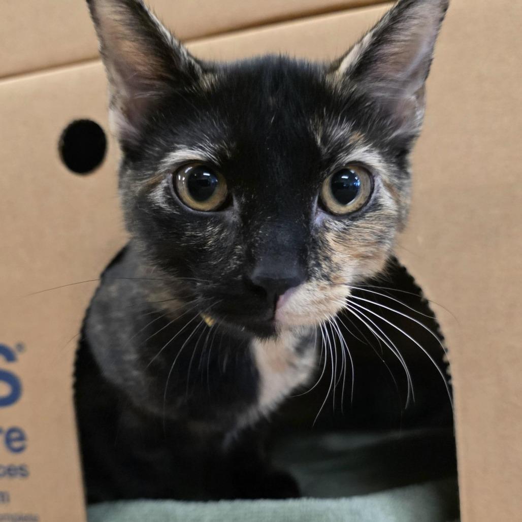 Starlight, Adoptable, Kitten Female Domestic Short Hair.