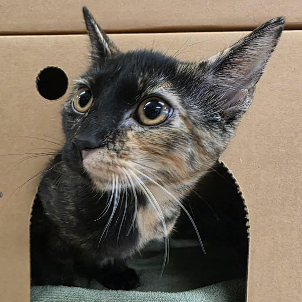 Enlarge Starlight, a Adoptable Domestic Short Hair in Novelty, OH image 2/2