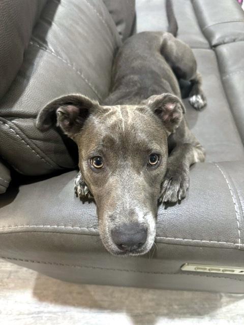 Enlarge Bella, a Adoptable mixed breed in Hot Springs, AR image 1/3