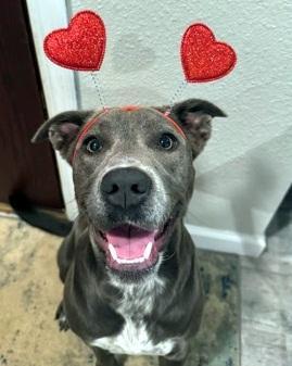 Enlarge Bella, a Adoptable mixed breed in Hot Springs, AR image 3/3