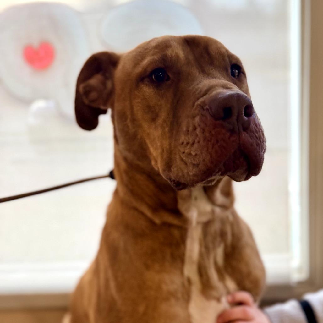 Enlarge Peanut, a Adoptable Mixed Breed in Memphis, TN image 1/6