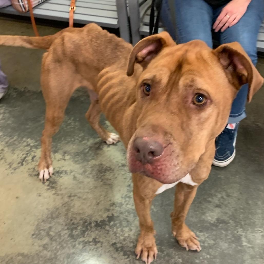 Peabody, Adoptable, Adult Male Mixed Breed.