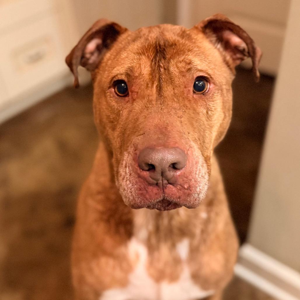 Enlarge Peanut, a Adoptable Mixed Breed in Memphis, TN image 2/6