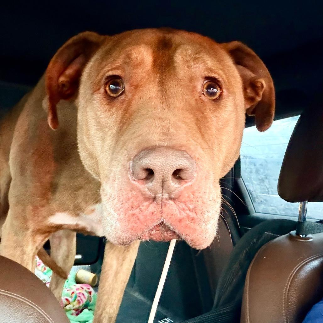 Enlarge Peanut, a Adoptable Mixed Breed in Memphis, TN image 3/6