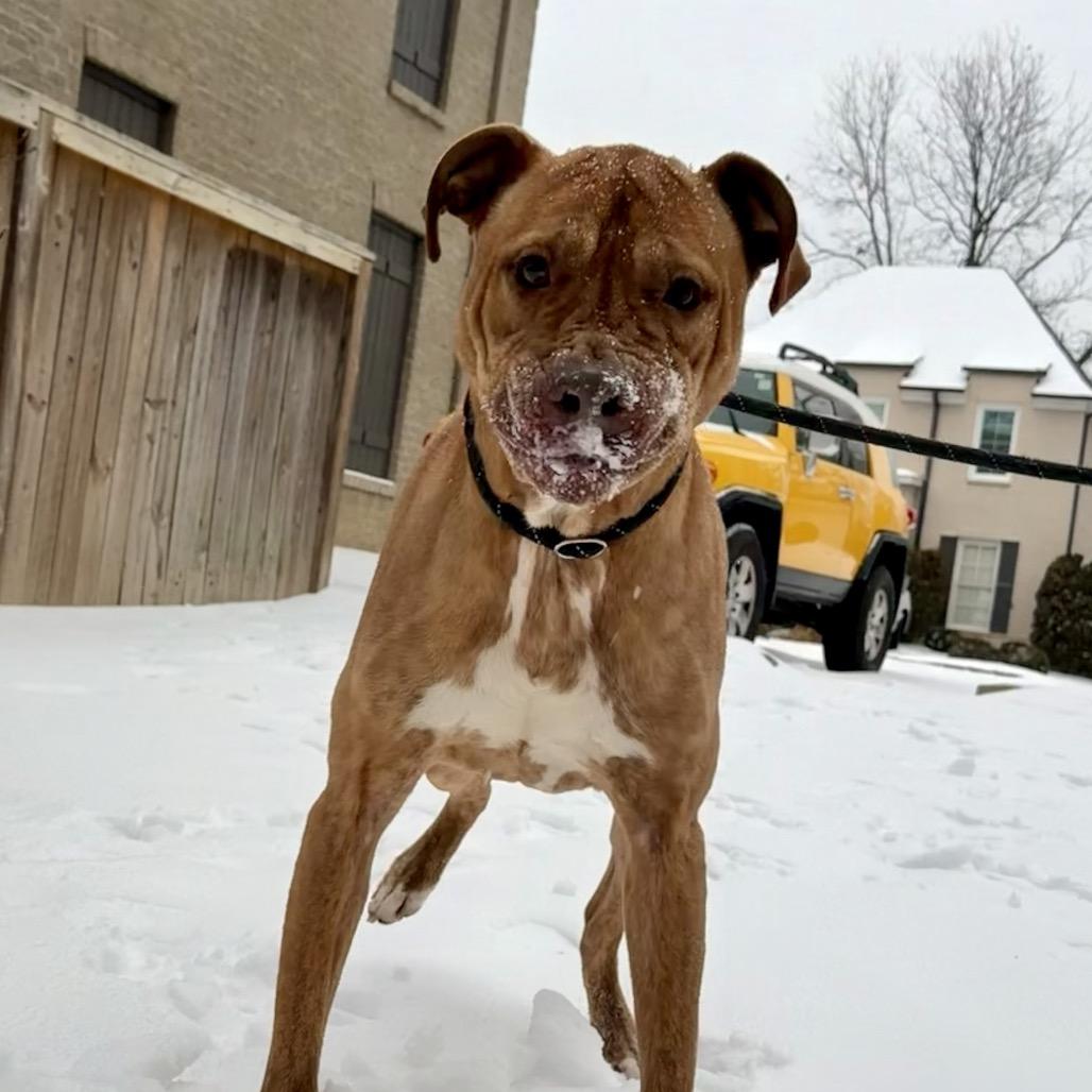 Enlarge Peanut, a Adoptable Mixed Breed in Memphis, TN image 4/6
