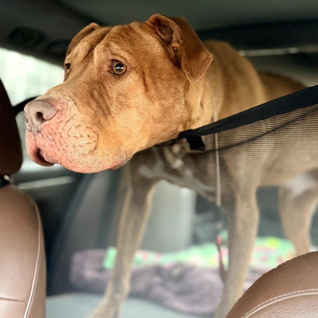 Enlarge Peanut, a Adoptable Mixed Breed in Memphis, TN image 5/6