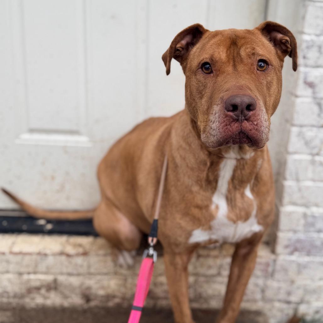 Enlarge Peanut, a Adoptable Mixed Breed in Memphis, TN image 6/6