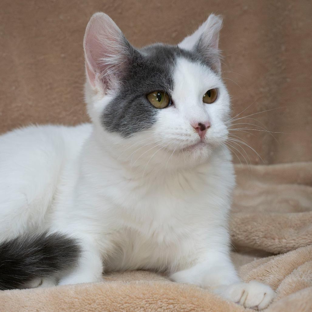 Hobie, Adoptable, Young Female Domestic Short Hair.