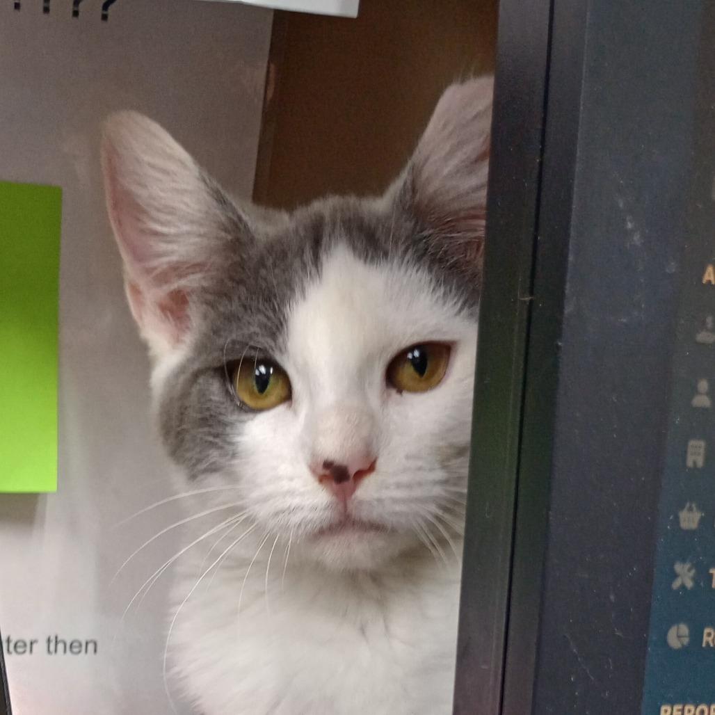 Enlarge Hobie, a Adoptable Domestic Short Hair in Valdosta , GA image 2/5