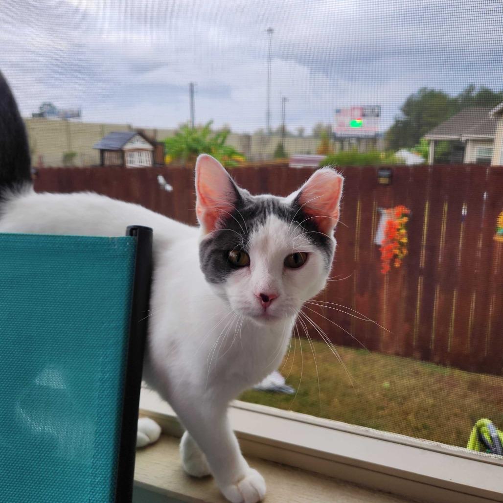 Enlarge Hobie, a Adoptable Domestic Short Hair in Valdosta , GA image 4/5