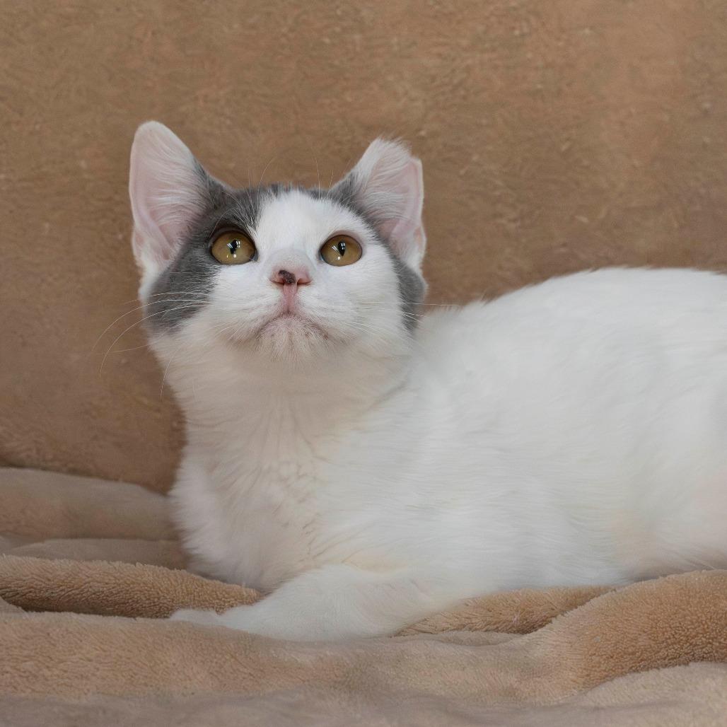 Enlarge Hobie, a Adoptable Domestic Short Hair in Valdosta , GA image 5/5