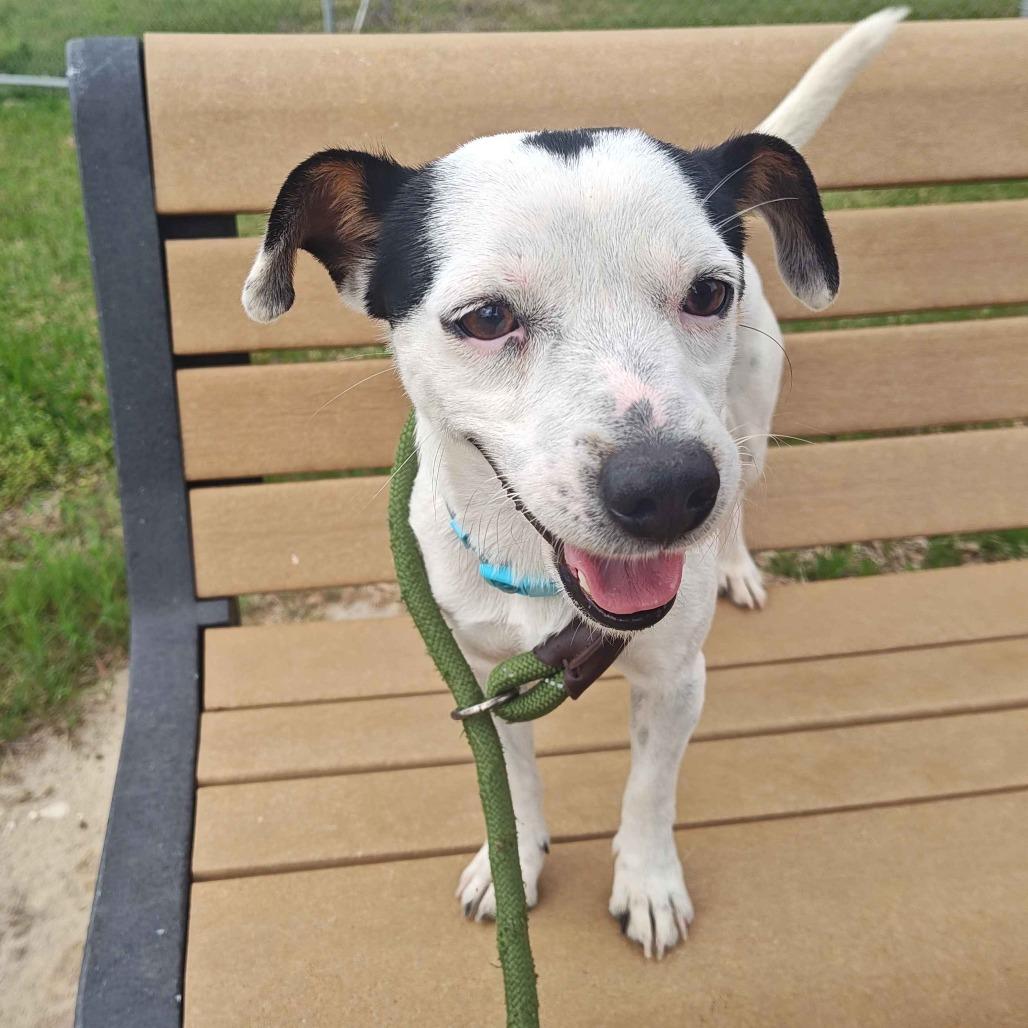 Jack, Adoptable, Adult Male Jack Russell Terrier.