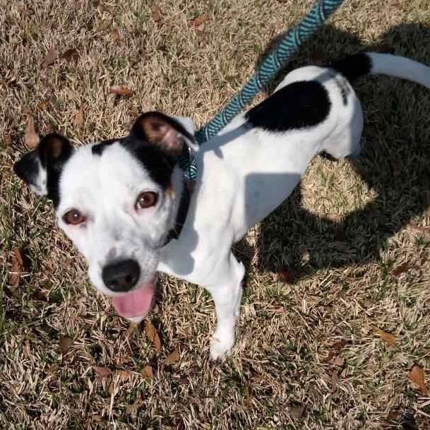 Enlarge Jack, a Adoptable mixed breed in Beaumont, TX image 2/6