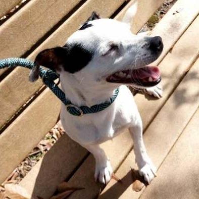 Enlarge Jack, a Adoptable mixed breed in Beaumont, TX image 4/6